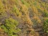 20081102-101049-pug.jpg